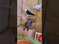 Chicken baby & birds