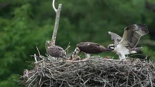 Osprey nest feeding time!  4k from 59 yards!