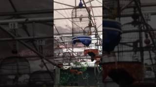 Burung Tengtop Koslet Abisssss Latpres Pondok Ranji