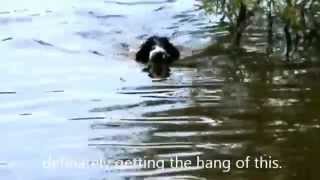 Barbet puppy training by Novaforesta Barbets 684 views 9 years ago 1 minute, 27 seconds