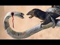 সাপ কেন বেজিকে যমের মতো ভয় পায়/Why Snakes Are Scared of Mongoose