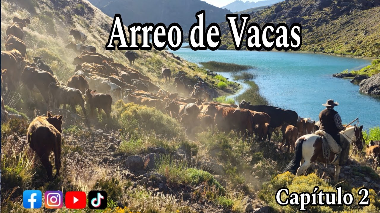 Arreo de Vacas Por Huella de la Laguna el Dial en la Cordillera de la Región del Maule Trashumancia
