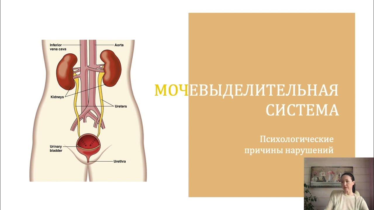 Контрольная по мочевыделительной системе 8 класс. Стомы мочевыделительной системы. Визуализация мочевыделительной системы. Опухоли мочевыделительной системы. Профилактика мочевыделительной системы.