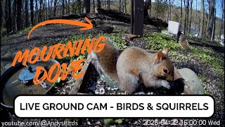 🔴 Live Bird Feeder Ground Cam - Michigan Backyard Birds (Cardinals, Blue Jays, Goldfinches)
