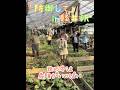 「防御して」in軽井沢 #畑 #軽井沢 #藤田麻衣子 #防御して