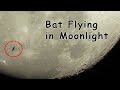 Bat Flying under Moonlight - Rare Sight