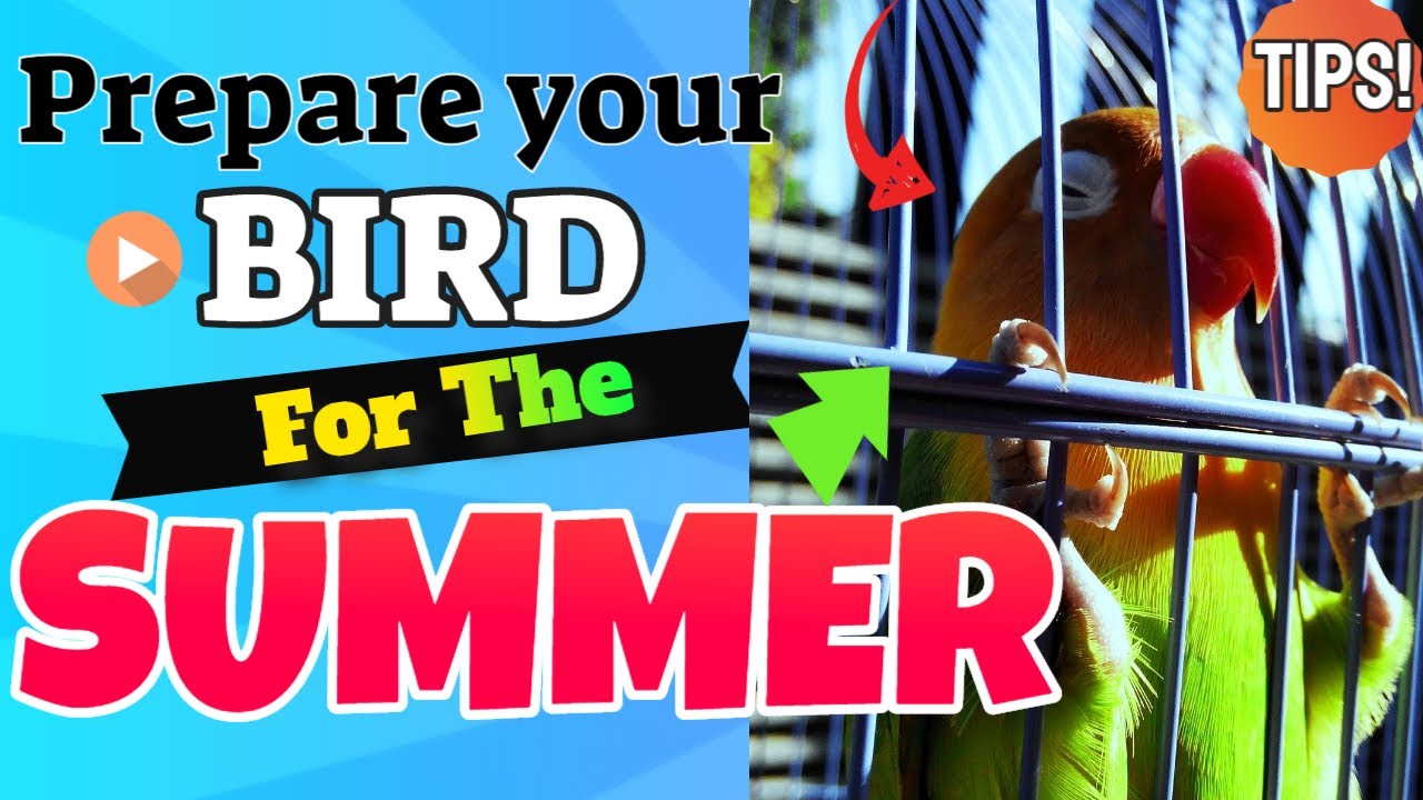 How To Prepare Your Bird For The Summer – Hot Weather TIPS for your Lovebirds To Prevent Heat Stroke