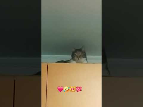 😻❤️💯 #shortsyoutube #cat #adorabile #amore #cute #gattini #gatti @fabiobullo78