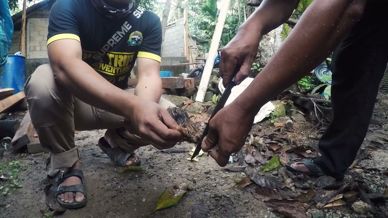 Cara Sembelih Burung Puyuh Aktiviti Csr Dengan Kanak Kanak Orang Asli Kampung Peta Mersing Johor Youtube