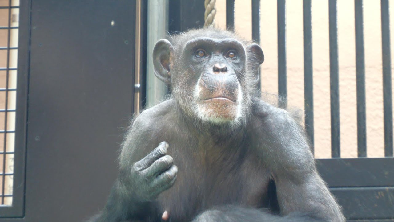 ミルキーとマヤと母チェルシー（Milky, Maya and Milky's mother Chelsea）　のいち動物公園　チンパンジー　202311