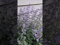 bumblebee on catmint - moments