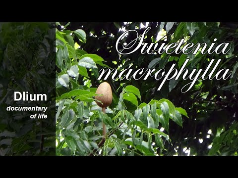 Big-leaf mahogany (Swietenia macrophylla) - part 1