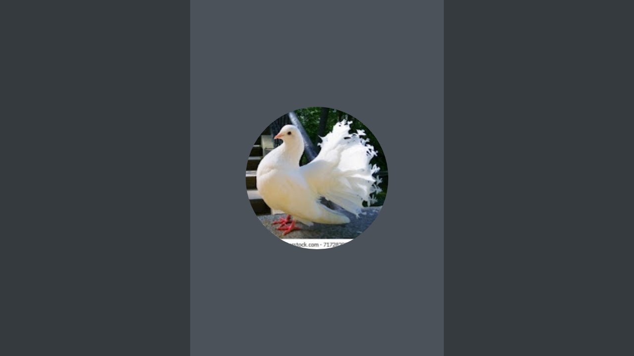 Sky kabootar is live