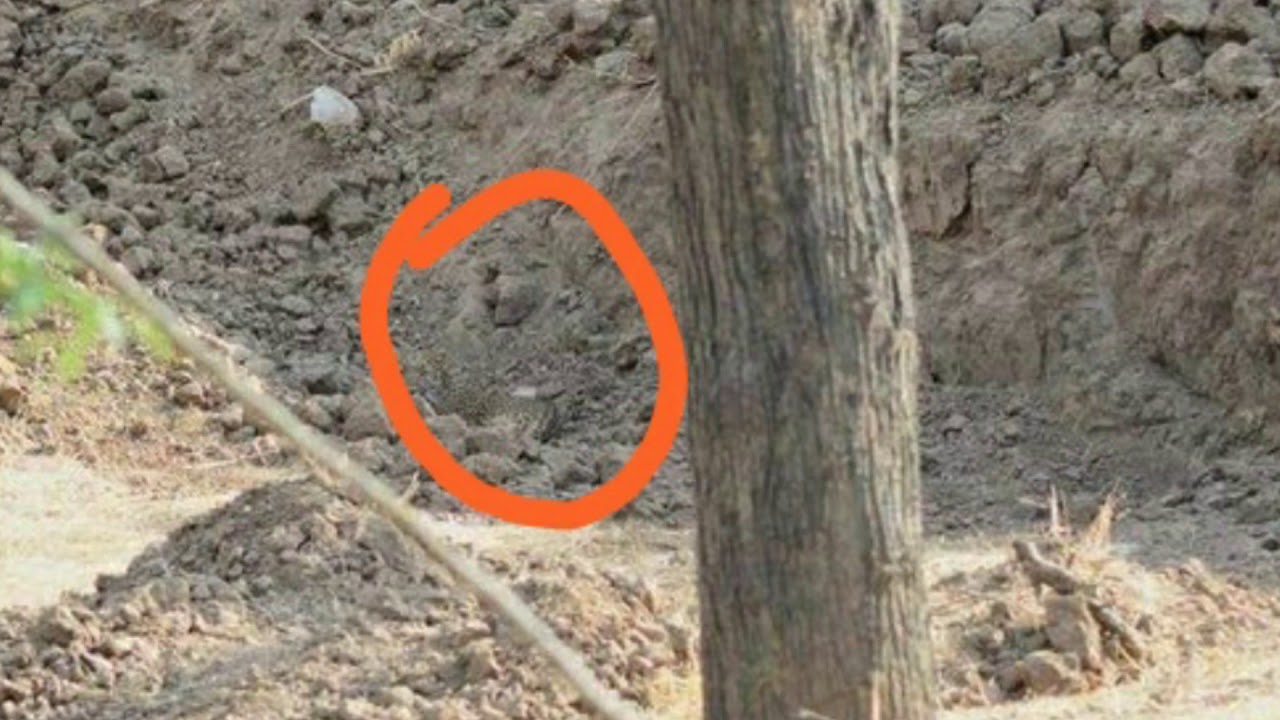 Can You Spot The Leopard In This Viral Pic? It's Hiding In Plain Sight