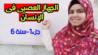 الجهاز العصبى فى الإنسان-علوم الصف السادس الابتدائي-جزء1-تيرم أول