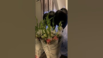 Thumbnail of "Flowers for the heart, chocolates for the soul 🍫🌸#song #flowers  #songsofloveandhate #viralvideo