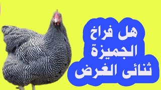 افضل سلالة فراخ /فراخ الجميزة