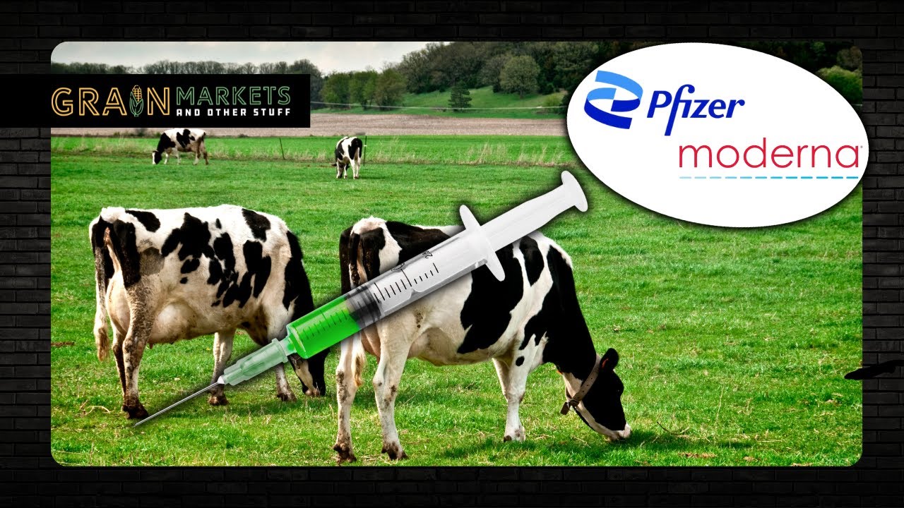 plz don't shadowban me (Bird Flu News)