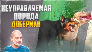 Доберман порода неуправляемая ???