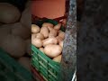 بطاطا واحد سوف