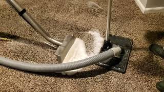 How to Get Pet Urine Out of Carpet in a Basement in Kansas City!