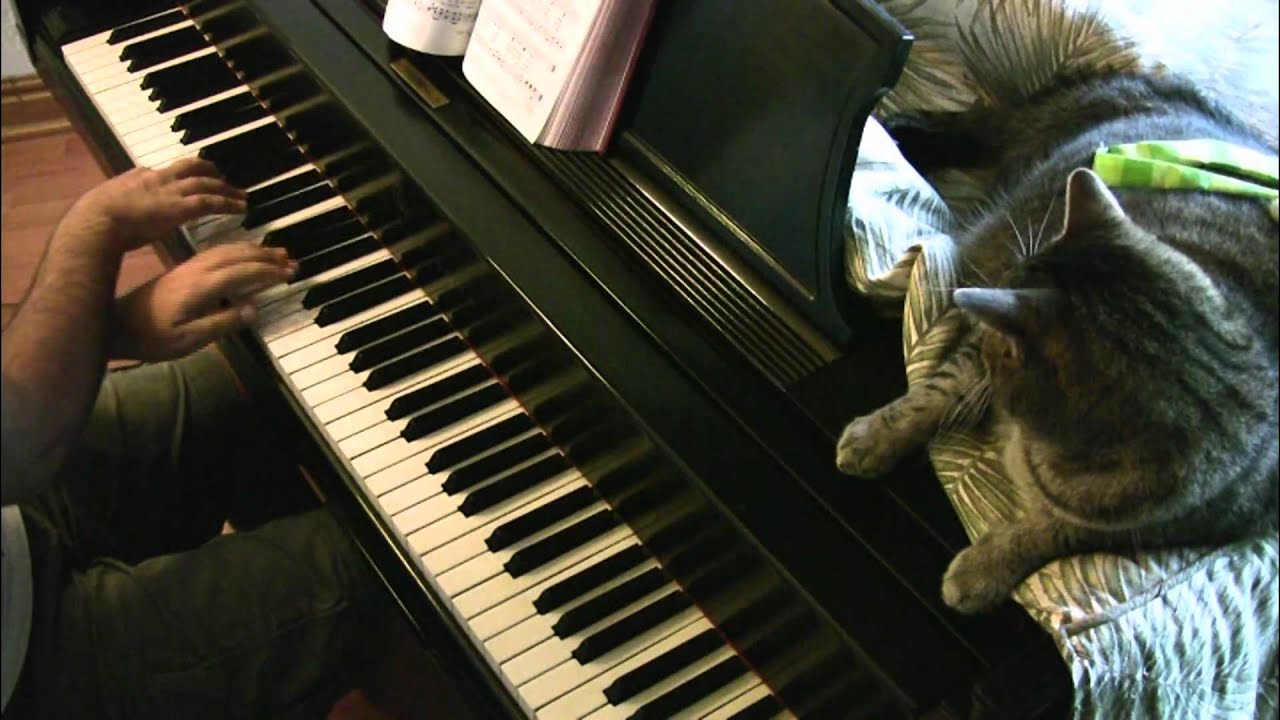 1 tom play the piano. Cat Plays indoors.