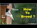 How to breed zebra finches  white finch gender identification male  female white finch difference