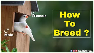 How to Breed Zebra finches | White Finch Gender identification| male  female white finch difference