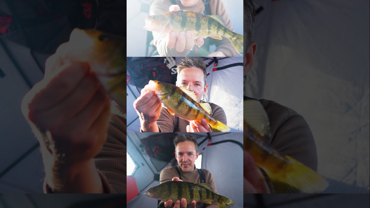 Используйте этот трюк с приманкой, чтобы поймать больше окуня на снежном льду!