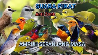 Suara Pikat Segala Jenis Burung Kecil Durasi Panjang 1 Jam Non STOP