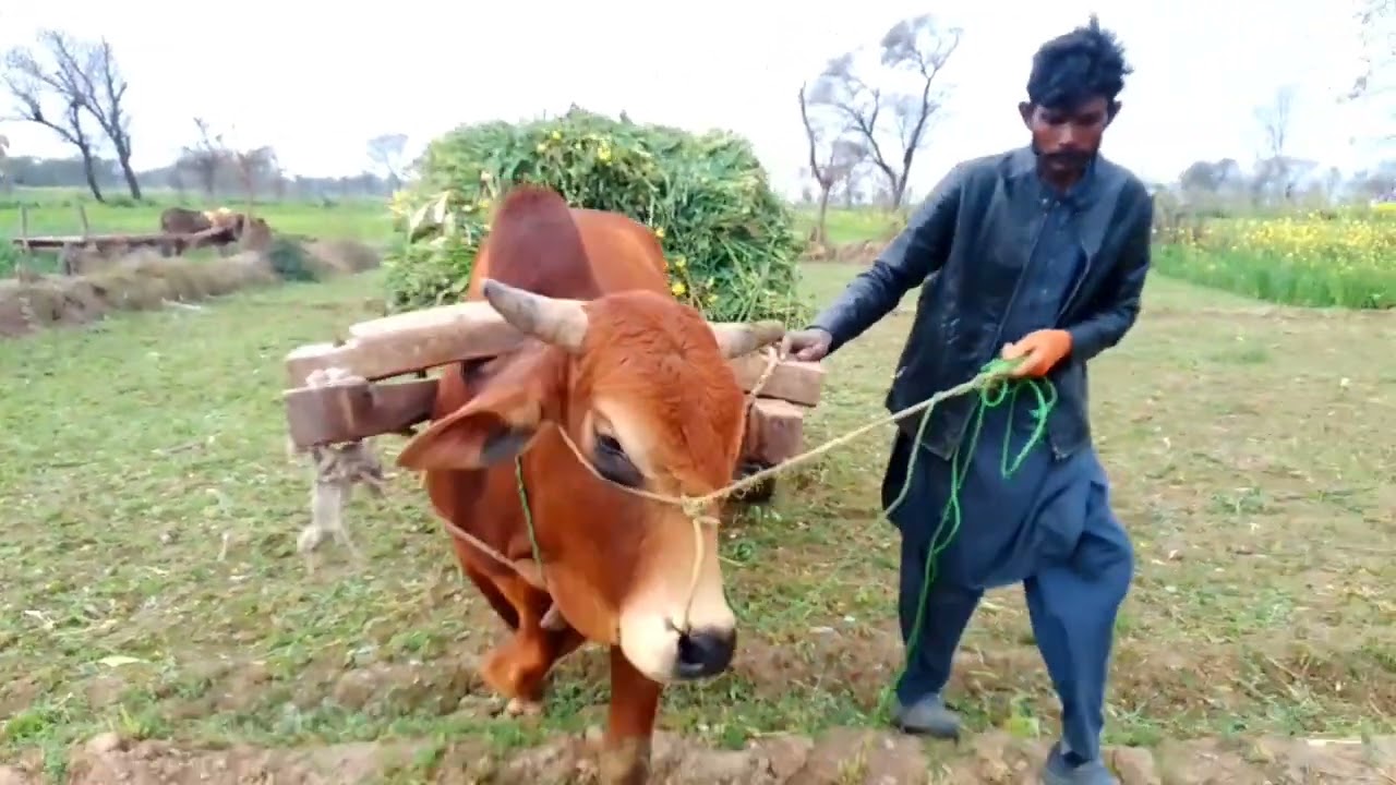 اشفاق احمد 115 ڈیلی بوگ کھیتی باڑی کے بارے میں میں ایک غلامی کی زنجیر پہنے ہوئے بیٹھا ہوں 🐂🌾🙏