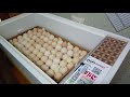 Инкубация яйца бройлера Кооб 500, инкубатор норма луппер С10!
