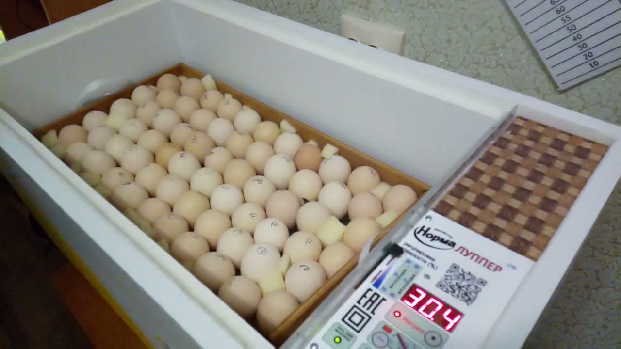 Закладка яиц в инкубатор блиц