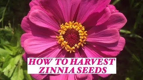 Growing Zinnias -How to harvest their seeds from your Garden