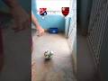 Quem vence? Flamengo vs Medellín ⚽️