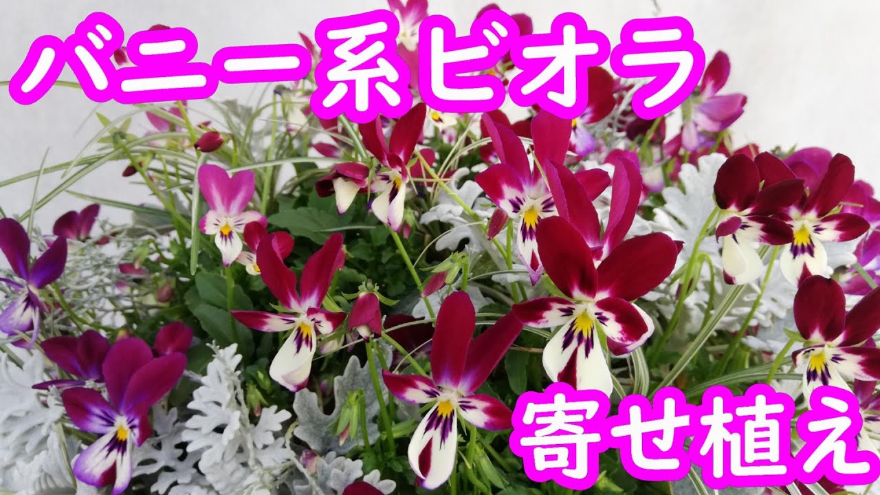 寄せ植え ビオラの寄せ植え バニー系ビオラ ハンギングバスケット スリット鉢 Youtube
