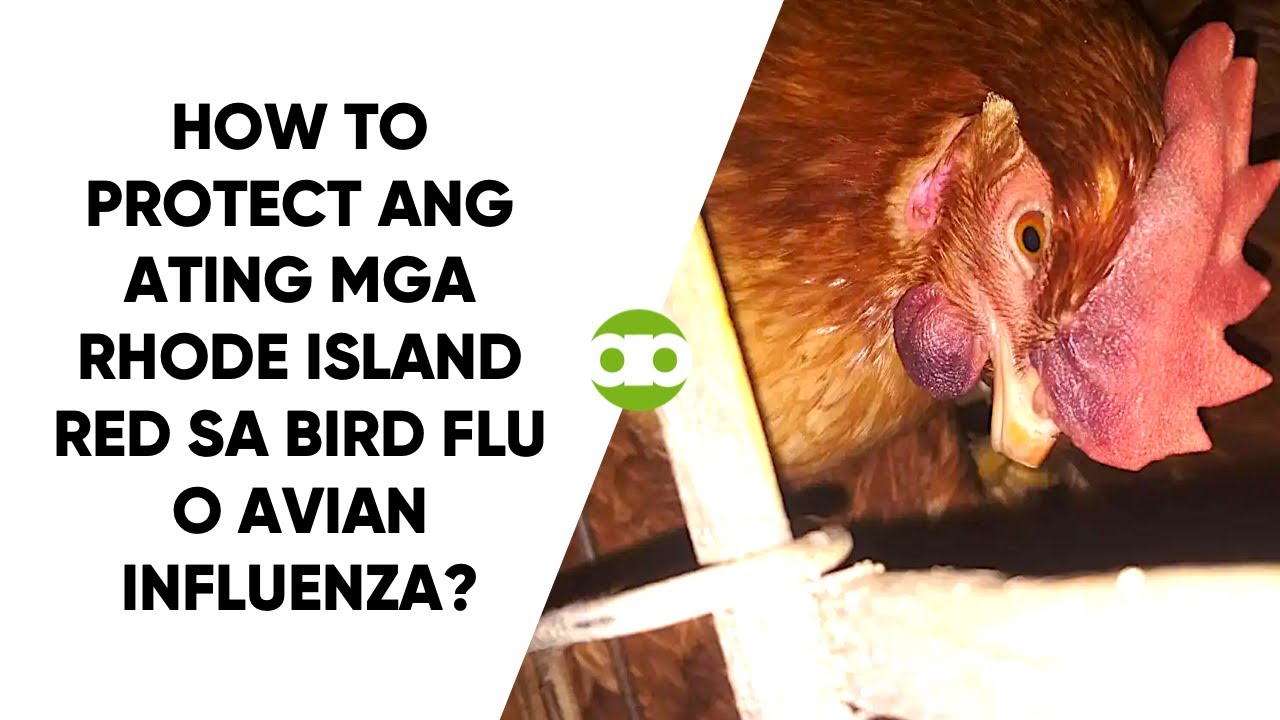 How to Protect ang Ating mga Rhode Island Red sa Bird Flu o Avian ...