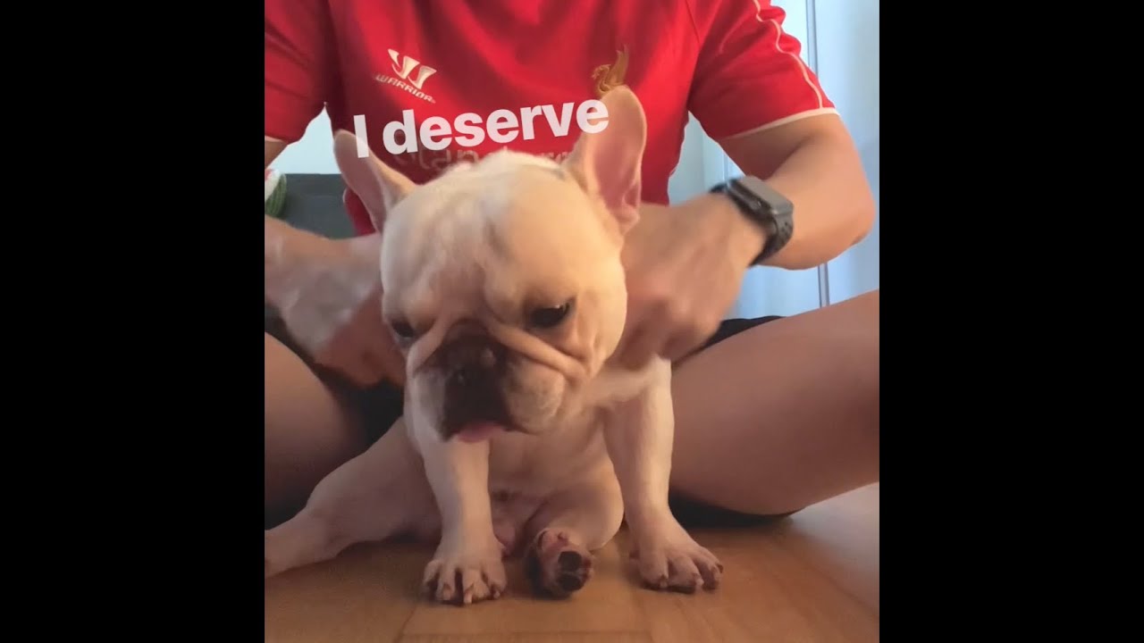 Dog Massage (v. frenchie)