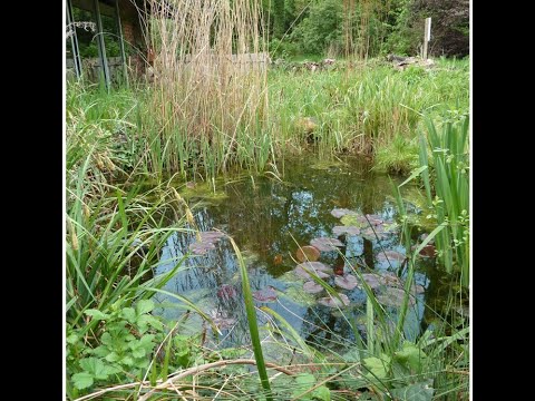 Vidéo: Comment inviter des chauves-souris à nicher dans votre jardin : 14 étapes