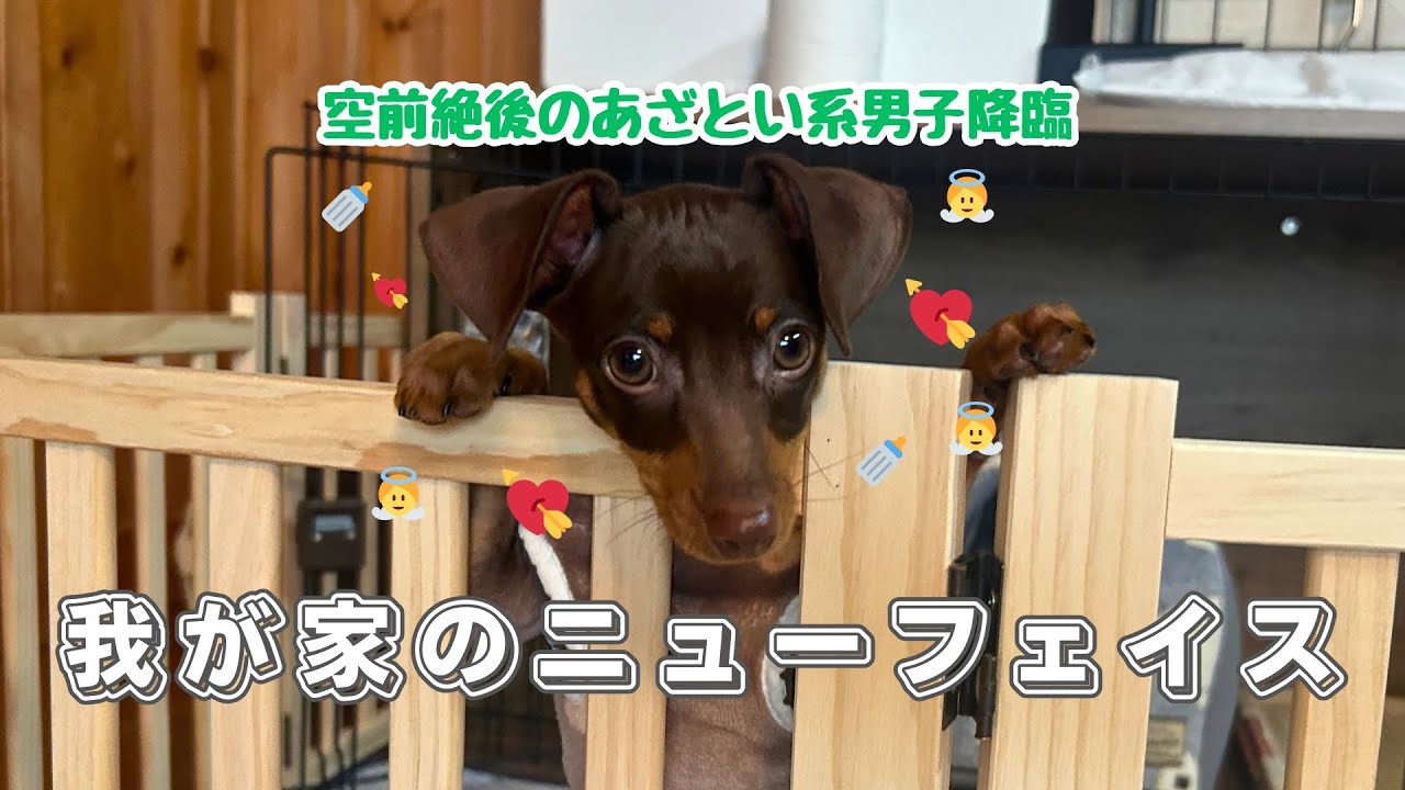 【増えました🐶】我が家に天使👼のようなニューフェイス🆕降臨❣️💖