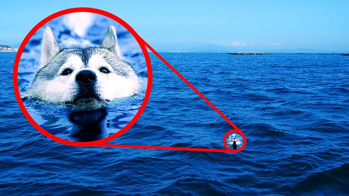 Pets That RETURNED Home After Getting LOST!