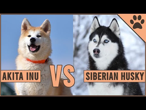 Akita Inu vs Husky