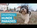 Hundegarten in Karlsruhe: Weshalb das Pilotprojekt für Aufruhr sorgt