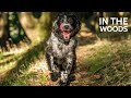 In the woods - Skylar test video with the Nikon Z6