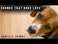 10 Hours of Sounds Dogs LOVE - Watch their reaction