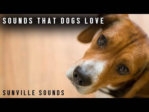 10-hours-of-sounds-dogs-love---watch-their-reaction