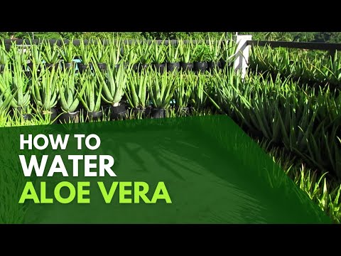 How To Water Aloe Vera Plant