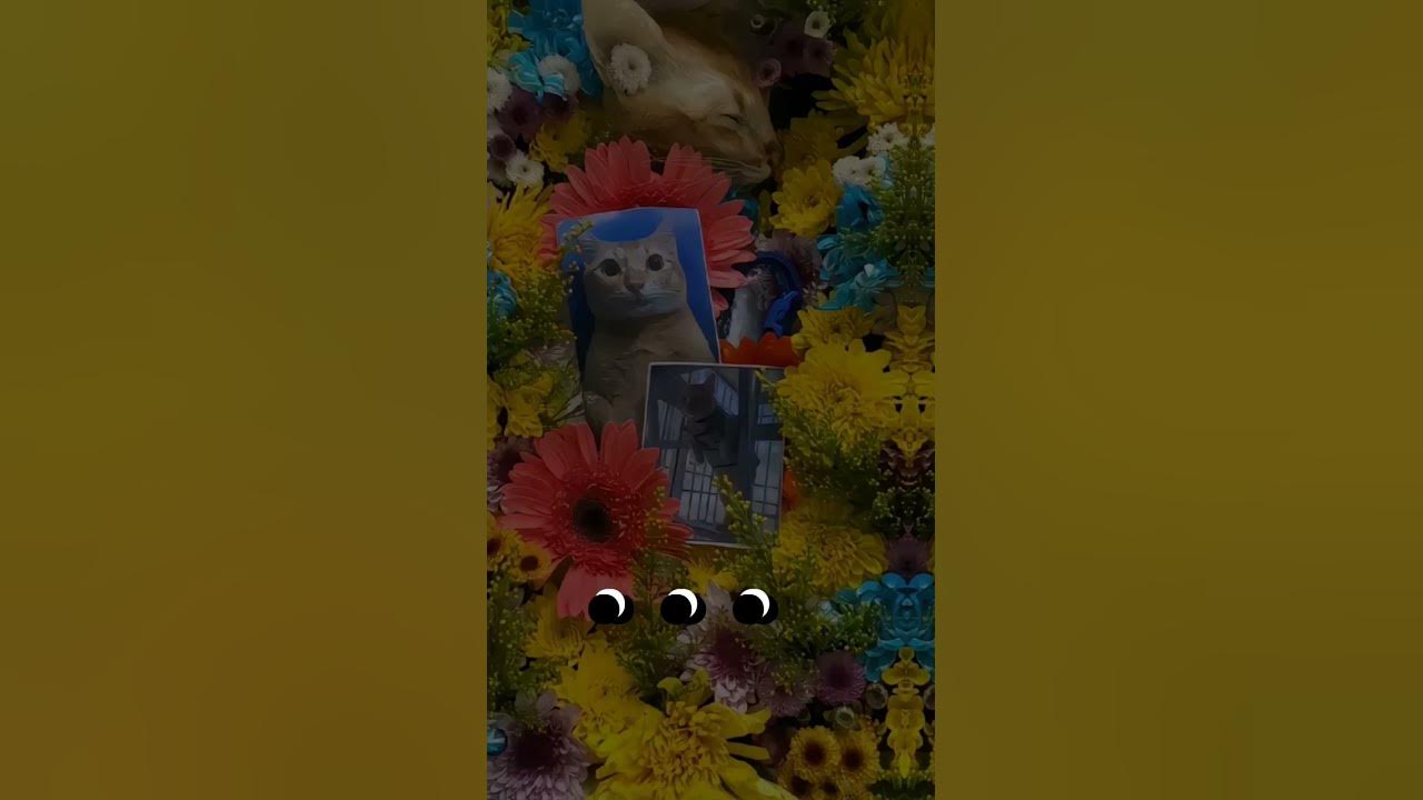эль гато...#эльгато #elgato #sad #грустно #грусть #youtubeshorts ...