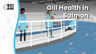 Atlantic salmon gill health in a multifactorial world – The balancing act