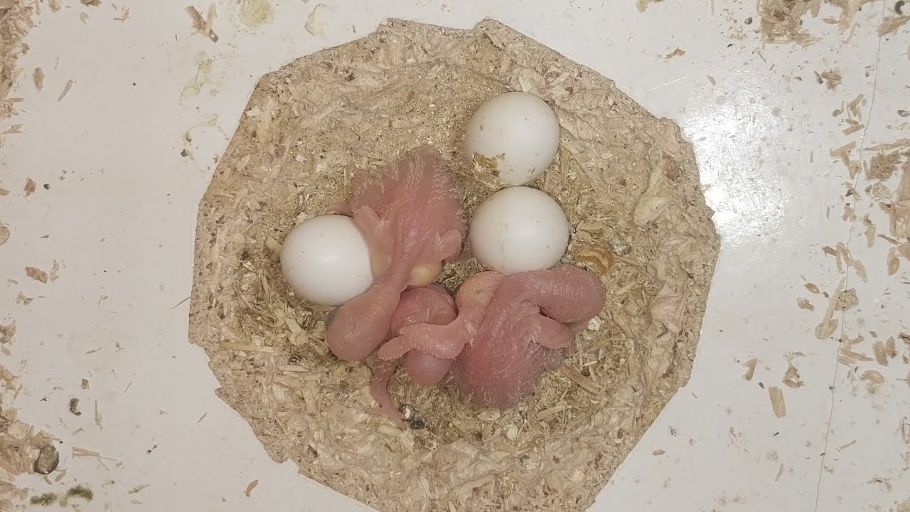 World of Budgie Son Baby 👶 💙 ❤️ 😍 💕 ♥️ 👶